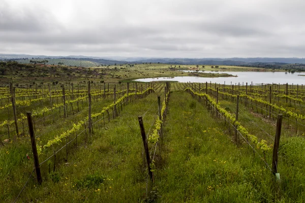 Cultivo de vinha de uva na região do Alentejo — Fotografia de Stock