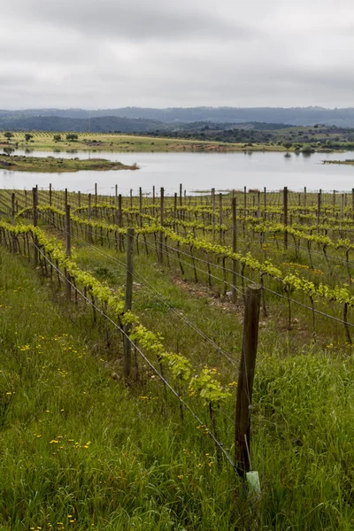 Cultivo de vinha de uva na região do Alentejo — Fotografia de Stock