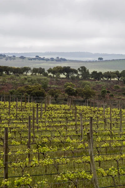 Cultivo de vinha de uva na região do Alentejo — Fotografia de Stock