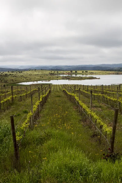 Cultivo de vinha de uva na região do Alentejo — Fotografia de Stock