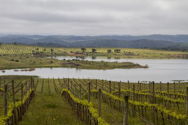 Cultivo de vinha de uva na região do Alentejo — Fotografia de Stock
