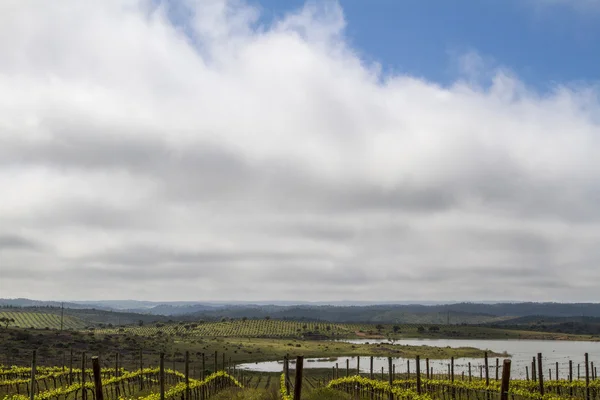 Cultivo de vinha de uva na região do Alentejo — Fotografia de Stock