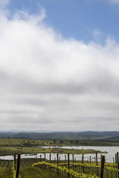 Виноград виноградник вирощування в регіоні Алентежу — стокове фото