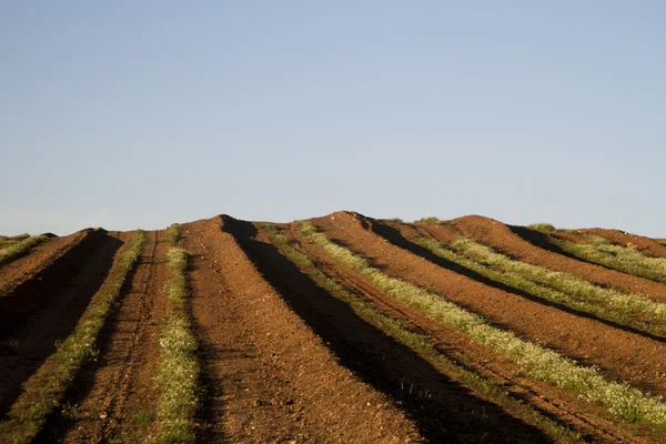 Transformed agricultural land — Stock Photo, Image