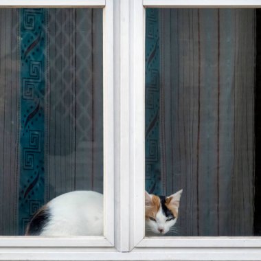 Yalnız kedi pencereden sokağı izliyor..