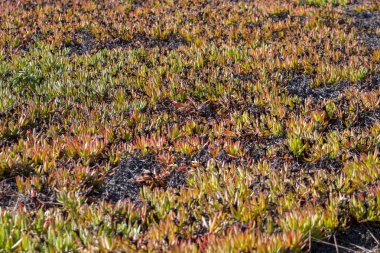 Algarve bölgesinin kıyılarında büyüyen buz santrali (Carpobrotus edulis).