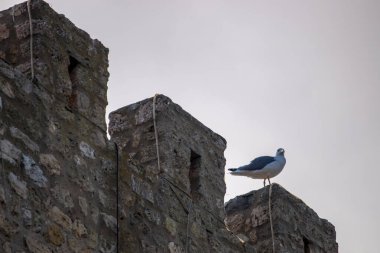 Portekiz, Algarve 'de bulunan Lagos şehrinin kale duvarının tepesindeki martı kuşu..