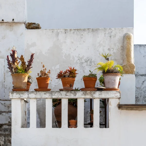 Close View Row Cactus Succulent Plants Balcony — Fotografia de Stock