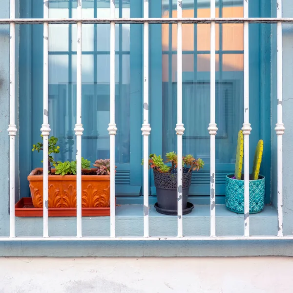 Close View Row Cactus Succulent Plants Window — Zdjęcie stockowe