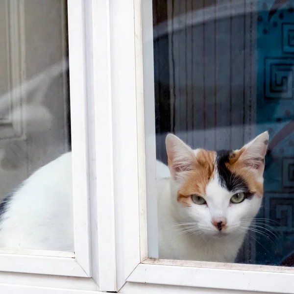 Alone Cat Watches Street Window — Stockfoto