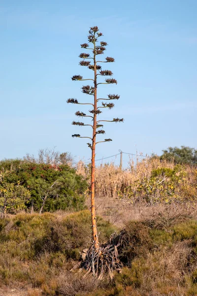 View Typical Agave Americana Cactus Plant Algarve Region — Stock Photo, Image