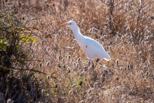 Vista Una Gran Caza Aves Garza Sobre Vegetación — Foto de Stock