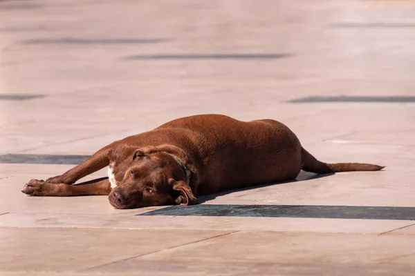 Eenzame Grote Bruine Hond Met Kraag Ontspannen Zon — Stockfoto