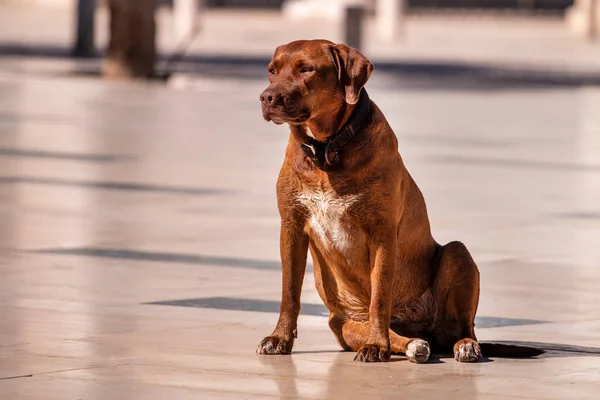 Perro Marrón Grande Solitario Con Collar Relajante Sol —  Fotos de Stock