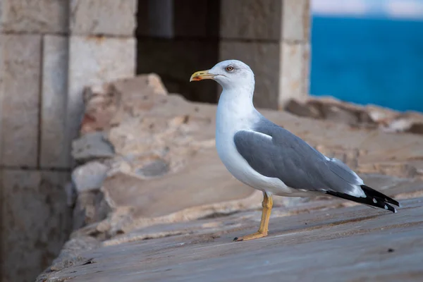 Close View Seagull Bird Fort — Foto Stock