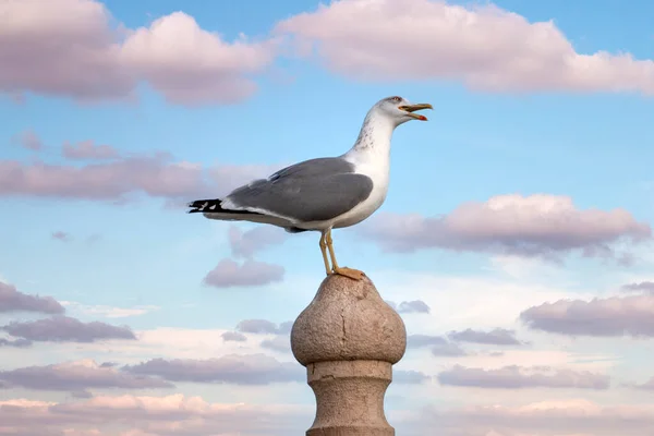 Close View Seagull Bird Fort — Stock Photo, Image