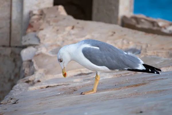Bir Kaledeki Martı Kuşunun Yakın Görüntüsü — Stok fotoğraf