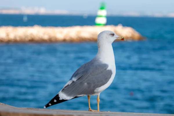 Close Uitzicht Van Een Meeuw Vogel Een Fort — Stockfoto