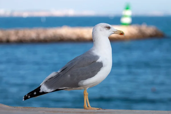 砦の上のカモメの鳥の眺めを閉じます — ストック写真