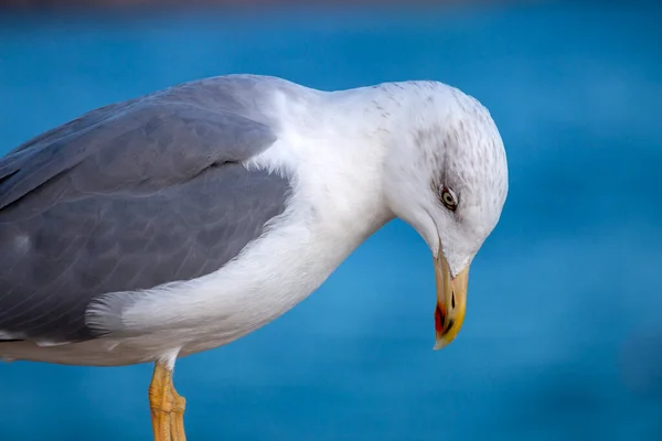 Close View Seagull Bird Fort — Stock Photo, Image