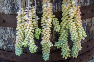 Bahçedeki Sedum morganianum sulu bitkisinin yakın görüntüsü.