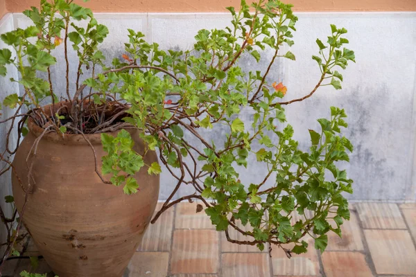 大きな鍋に美しい観葉植物のゼラニウム常緑樹 — ストック写真
