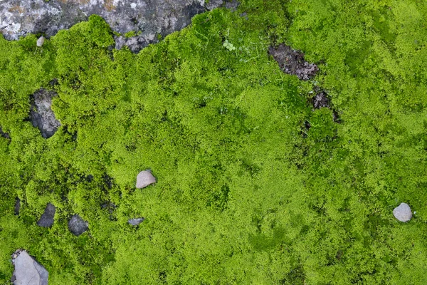 Moss Del Orden Bryophyta Creciendo Suelo Del Bosque —  Fotos de Stock