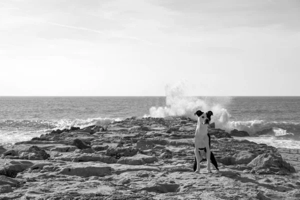 Velké Řítící Vlny Pobřežní Vlnolamy Zvědavým Psem Blízkosti Pláže — Stock fotografie