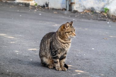 Yalnız kedi asfalt yolda.