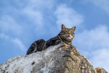 Evcil kedi binanın tepesinde dinleniyor..