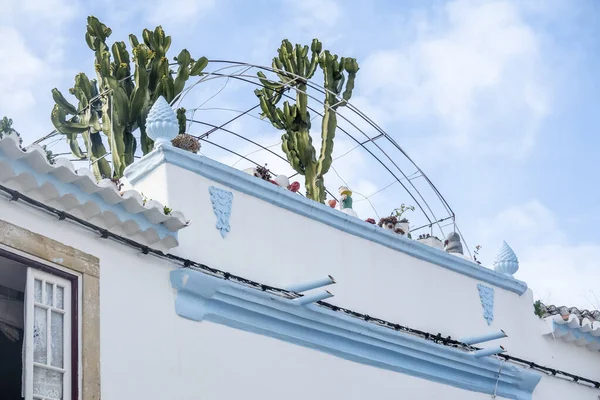 Şehir Merkezinde Büyük Kaktüslü Bir Balkon — Stok fotoğraf