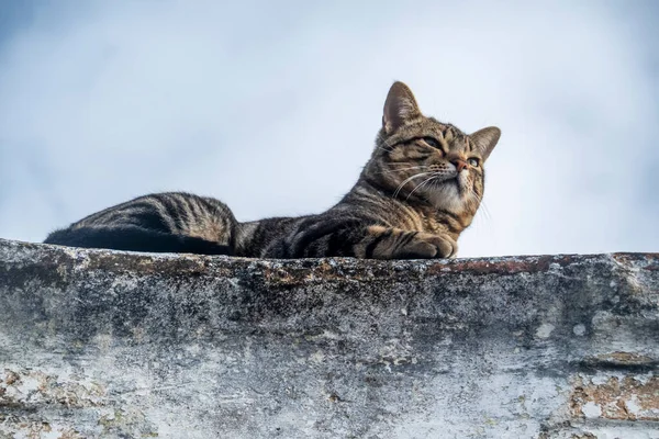 Домашній Кіт Розслабляється Вершині Будівлі — стокове фото
