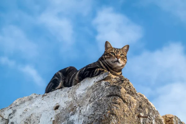 Domestic Cat Relaxing Top Building — Stock Photo, Image
