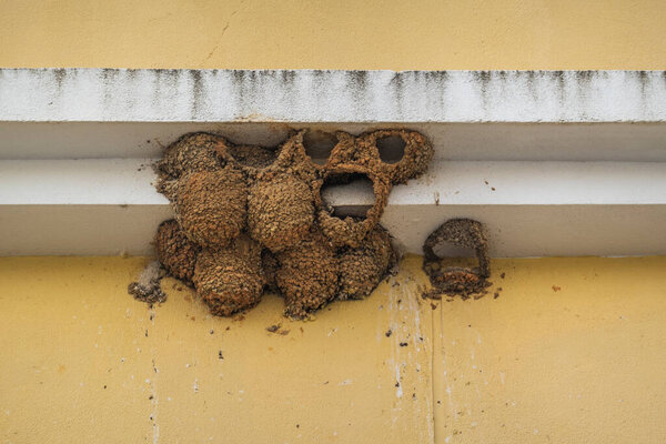 Типичное глиняное гнездо ласточек на углу здания.