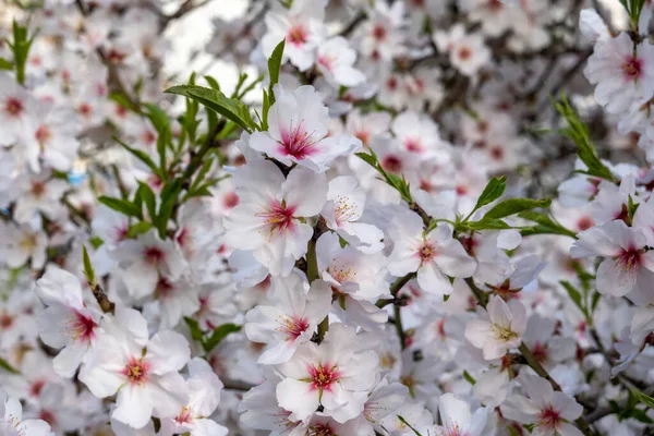 Close Beautiful Flowers Almond Tree Full Bloom Spring Season — Stock Photo, Image