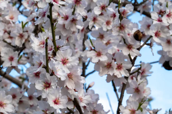 Badem Ağacının Güzel Çiçeklerini Kapayın Bahar Mevsiminde Çiçek Açar — Stok fotoğraf