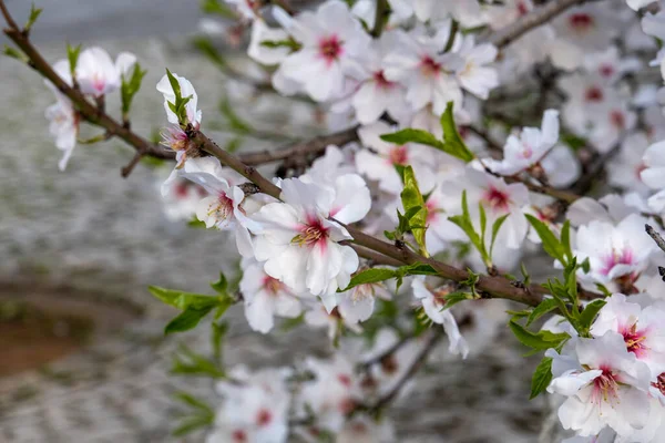 Närbild Vackra Blommor Från Mandelträdet Full Blom Vårsäsongen — Stockfoto