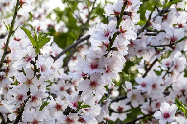 Close Beautiful Flowers Almond Tree Full Bloom Spring Season — Stock Photo, Image