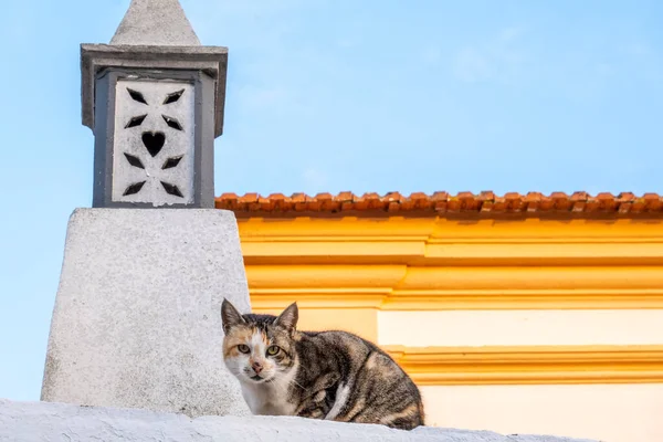 Один Домашній Кіт Даху Будинку — стокове фото