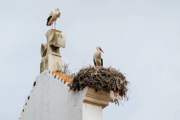 Weißstorchvogel Mit Nest Auf Der Kirche Nossa Senhora Rosario Olhao — Stockfoto