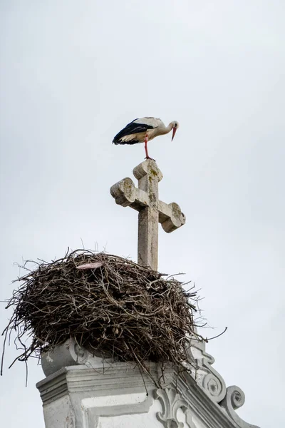 白鹤鸟 窝在葡萄牙奥尔霍市Rosario教堂的顶上 — 图库照片