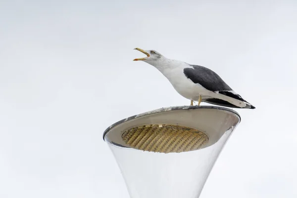 Close Zicht Van Meeuw Top Van Straatlantaarn Doet Een Paring — Stockfoto