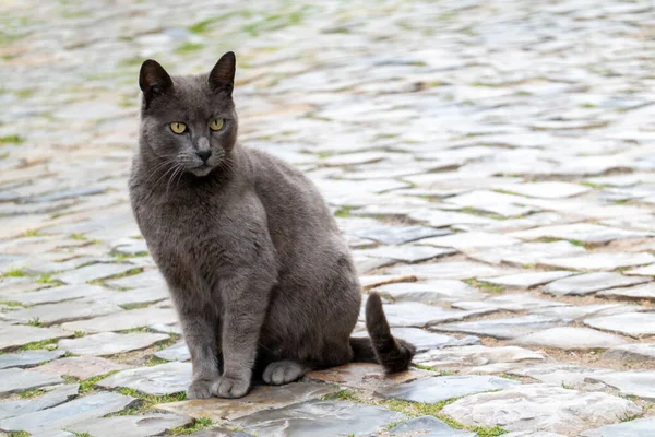 街上只有一只灰色的家猫 — 图库照片
