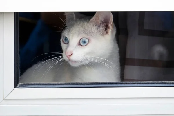 Gatto Domestico Bianco Solo Che Guarda Attraverso Una Finestra — Foto Stock