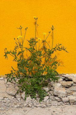 Karahindiba (Taraxacum) çimento zeminden sarı bir duvarın yanında çiçek açar..