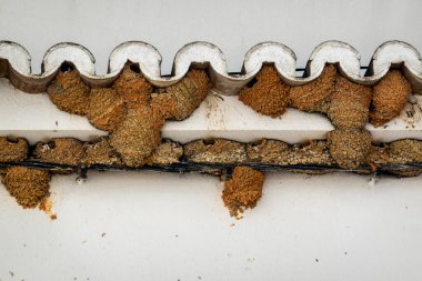 Binaların köşesindeki Algarve bölgesinde kırlangıç yuvaları.