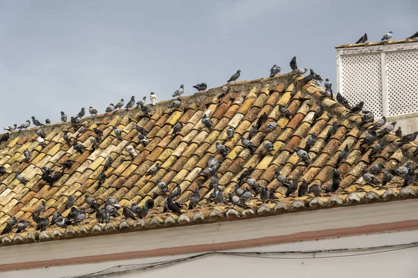 Pohled Zvláštní Výhled Střechu Plnou Městských Holubů — Stock fotografie