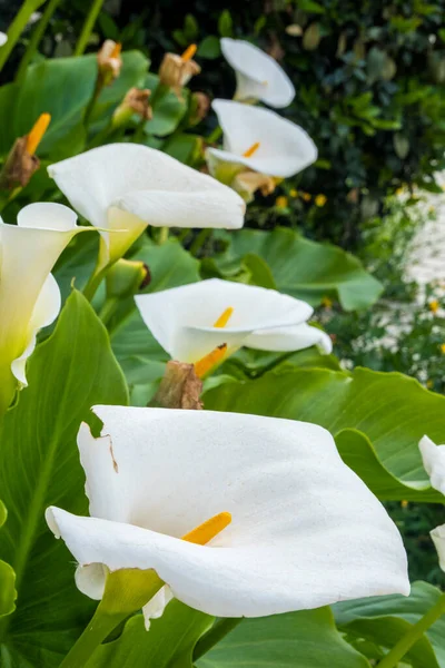 Beautiful View Calla Lily Zantedeschia Aethiopica South African Houseplant — Stock Photo, Image