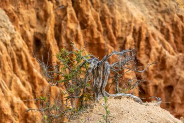 Portekiz 'in Algarve kıyısındaki kayalıklarda ölen bir Akdeniz tuzotunun (Salsola vermiculata) yakın görüntüsü.