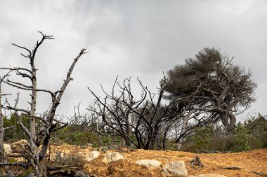 Portekiz 'in Algarve bölgesinde yer alan Taş Çam ağacı (Pinus Pinea).